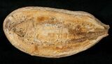 Australosomus Fossil Fish From Madagascar - Triassic #16741-1